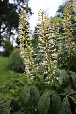 Aesculus parviflora - jírovec drobnokvětý - květy 5